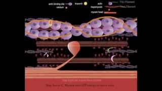 Muscle Contractionhow it works [upl. by Neeruan]