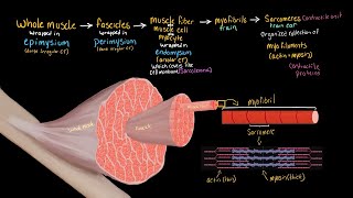 Structural Organization of Skeletal Muscle [upl. by Krystalle]