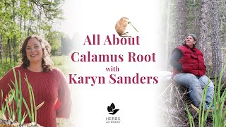 Calamus Medicine with Karyn Sanders [upl. by Brocklin]