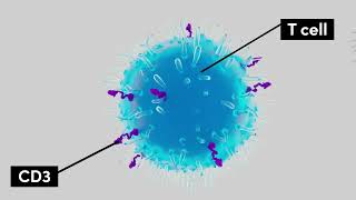 Tarlatamab Mechanism of Action [upl. by Maressa]