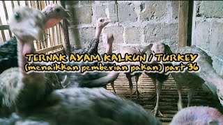 Menaikkan Pemberian Pakan Voer Ampas Tahu Dedak  Ternak Kalkun  Turkey Pembesaran Part 36 [upl. by Enneicul]