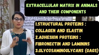 Extracellular Matrix in Animals  Components of Extracellular Matrix  ECM [upl. by Even]