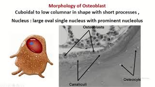 Osteoblast bone forming cell [upl. by Aziaf830]