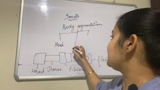 Insects  Thorax  Abdomen  segments of insects  spiracles  Tracheal system [upl. by Libnah]