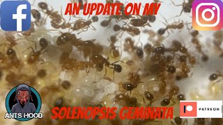 An Update on my Solenopsis Geminata [upl. by Eelarac]