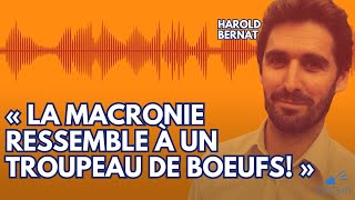 Entretien explosif  Harold Bernat détruit la Macronie sur le fond et sur la forme [upl. by Diogenes]