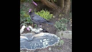 Jackdaw on the garden bird bath [upl. by Ereveniug]