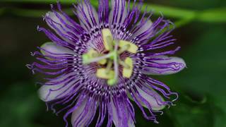 Passion Flower Passiflora incarnata [upl. by Ramraj]