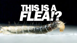 Ive never seen a FLEA move like this [upl. by Delinda]