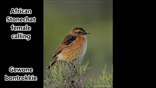 African Stonechat female call [upl. by Dorelia599]