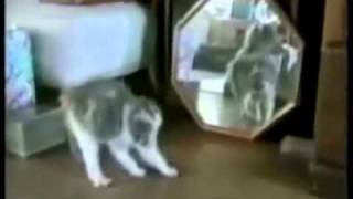 SUPER FUNNY CAT VIDEO D [upl. by Cecilio]