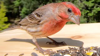 House Finches Chirping [upl. by Brie875]