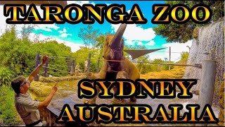 Taronga Zoo Sydney Australia [upl. by Nylauqcaj428]