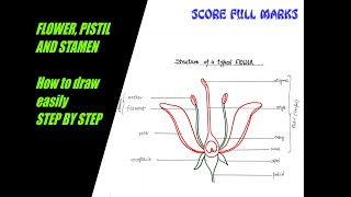 How to draw structure of FLOWER PISTIL STAMEN Reproduction in plants  part1 for class 9 to 12 [upl. by Chadd]