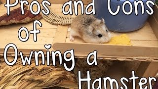 Pros and Cons of Owning a Hamster [upl. by Norej]