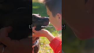 Why Do Dogs Lick Your Face 🐶 shorts shortvideo animals dog dogfacts petlovers petowner [upl. by Ablasor79]