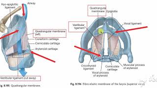 Larynx membranes amp ligaments 5 [upl. by Cynth51]