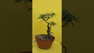 Phyllanthus reticulatus Bonsai viralvideo shortsvideo shorts viralshorts [upl. by Solohcin237]