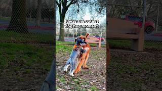 Schnauzer hugs Goldendoodle at dog park💛 minischnauzer [upl. by Metabel]