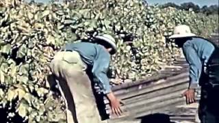 How California Dried Fruit is Grown and Harvested Gifts of the Sun 1946  CharlieDeanArchives [upl. by Htabmas]