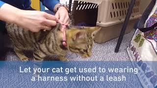 How to Leash Train Your Cat in 5 Steps [upl. by Derman]