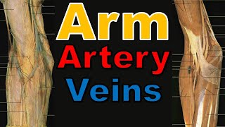 28 Brachial Artery amp Veins of Arm 27  Upper Limb  كلية الطب  مادة التشريح  A3  30 [upl. by Irem]