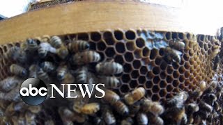 Killer Bees Swarm California Town [upl. by Dicks]