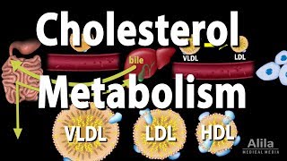 Cholesterol Metabolism LDL HDL and other Lipoproteins Animation [upl. by May109]