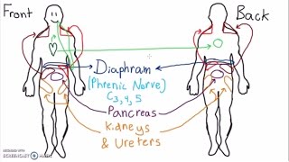 Abdominal Pain Radiating to the Back Deeper Causes Of Chronic Pancreatitis – DrBerg [upl. by Eiten]