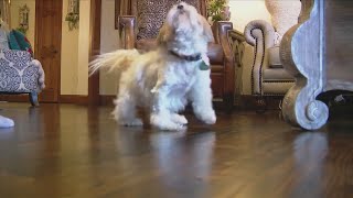 Cat Saves Dog Being Attacked by Coyotes [upl. by Madelle]