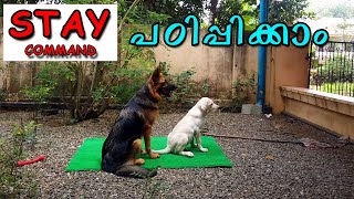 How to Teach your Dog to Stay  MALAYALAM   കാത്തിരിക്കാന്‍ പഠിപ്പിക്കാം  LABRADOR TRAINING [upl. by Dorise821]