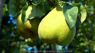 Top Pear Varieties Around the World  Health Benefits amp Tasting Guide [upl. by Changaris]