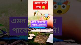 এতো দামী গাছ এমন জায়গায় পেলাম🤯🤑planthuntflowerplants freehibiscusplantsforbeginnersgardening [upl. by Anaitak]