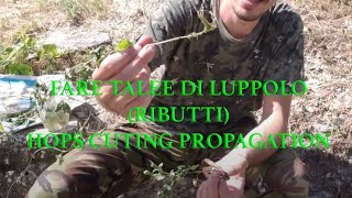 Come fare nuove piante di Luppolo Propagazione per TaleaCloning Hops from Cuttings Propagation [upl. by Oeflein]