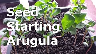 Starting Arugula Indoors [upl. by Aisekal]