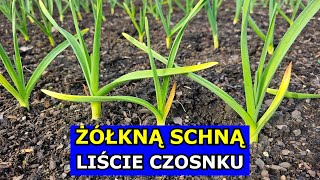 Czosnek Żółkną Liście Schną Końcówki Czosnku Wiosenne Usychanie Czosnku co robić Nawożenie Uprawa [upl. by Lura300]