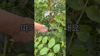 Cutting the leaves of an arboreal tree [upl. by Verbenia]