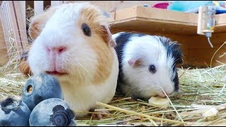 Guinea Pig Safe Fruits [upl. by Sikes]