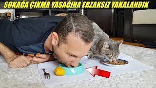 EVDE AÇ KALINCA KEDİM HAYKONUN MAMASINI YEDİM HEMDE EN İYİ KEDİ MAMASI [upl. by Linette]