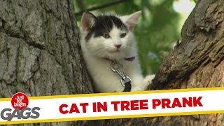 Wet Cat Stuck In Tree [upl. by Kissie]