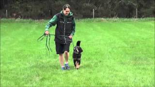 Odin Tibetan Mastiff Puppy Training Video [upl. by Armond]