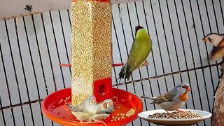 zebra Finch sounds  Finch Colony [upl. by Fricke]