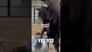 Talking Horse Wants Another Treat 🤣🤣 horse horses horseriding horsesandhumor shorts [upl. by Norri]