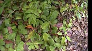 Queensland Part 3 Drosera schizandra on Mount Bartle Frere [upl. by Ahtabat471]