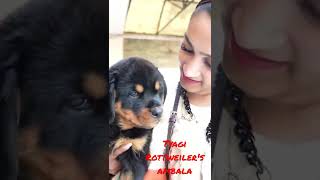 Tyagi Rottweilers Ambala  Lady Ollie  Namitaology [upl. by Aelam]