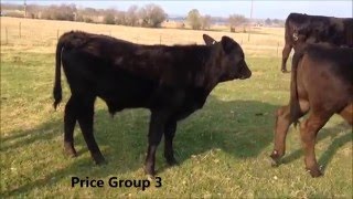 Registered Brangus Bull Calves 411 months [upl. by Tihom75]