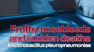 8 Frothy nosebleeds and sudden deaths  Actinobacillus pleuropneumoniae  VAC과사전 [upl. by Wise]