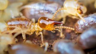 Termite Soldiers Nasutitermes Patrolling [upl. by Griffiths]