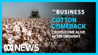 Australias cotton industry is set for a bumper season after years of drought  The Business [upl. by Leugar]