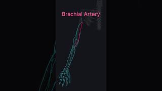 Brachial Artery medshorts mbbs anatomy [upl. by Lowis]